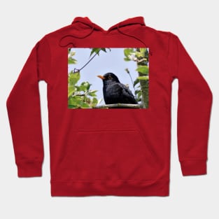 Merle - blackbird   03 (c)(t) by Olao-Olavia / Okaio Créations panasonic fz 200 (1200 mm) mai 2013 Hoodie